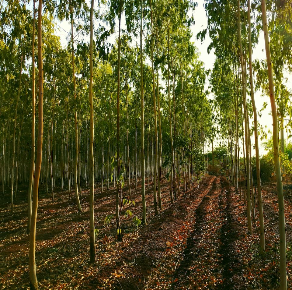Repoblaciones Forestales